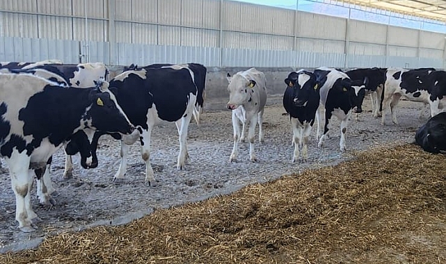 Söke&#039;de sıkı denetim