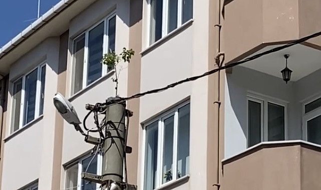 Sürprizlerle dolu doğada, bu kez elektrik direğinde ağaç yeşerdi