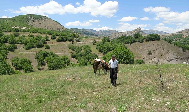 Sürüler, flüt eşliğinde otlatılıyor