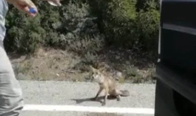 Susayan tilki arabaların önüne geçerek, su ve yiyecek istedi