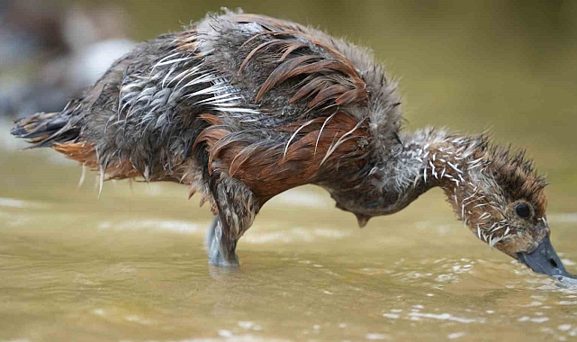 Terk edilen angut yavruları, doğaya salındı