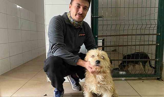Terrier cinsi sahipsiz köpek, tümör ameliyatı oldu