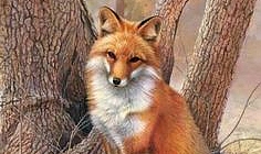 Tilkiyi öldürmek istedi, kendi yüzüne ateş etti