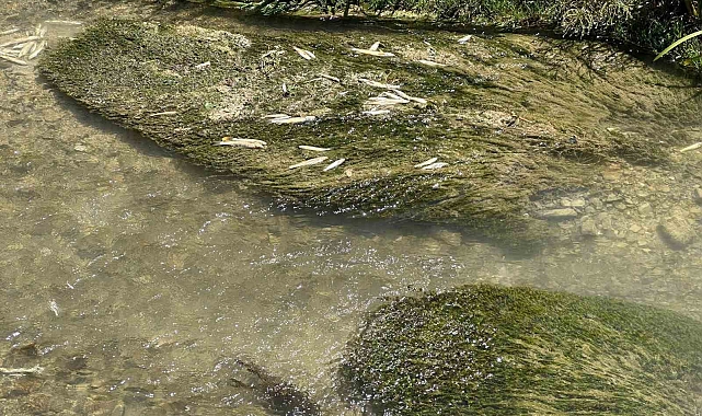 Toplu balık ölümleri tedirginlik yarattı