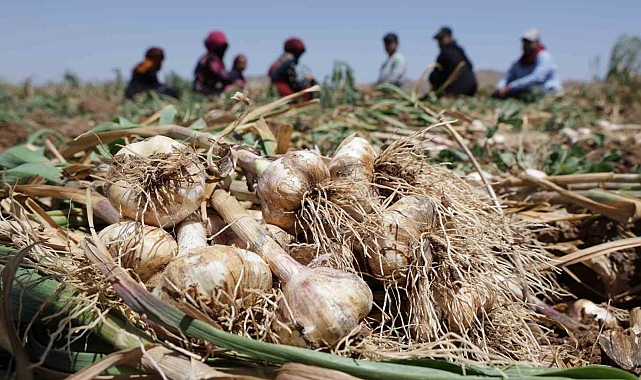 Türkiye&#039;nin organik sarımsağında hasat başladı