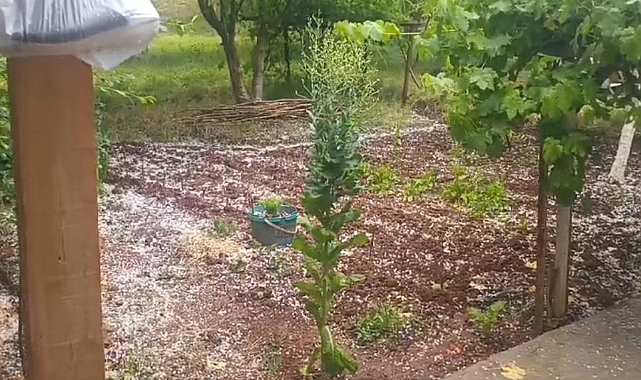 Tuzluca&#039;da ani dolu yağışı tarım arazilerine zarar verdi