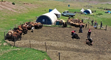 Tuzluca’nın yaylalarda koyun kırkma mesaisi