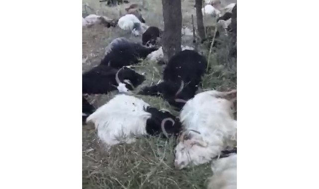 Uludere&#039;de yıldırım düşmesi sonucu 200 keçi telef oldu