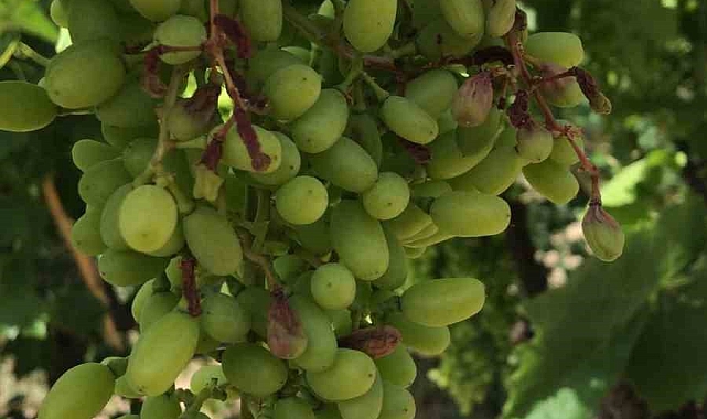 Üzüm bağlarında salkımlar sıcaklardan etkilendi
