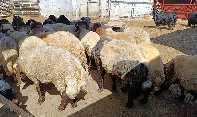 Veteriner hekim uyardı