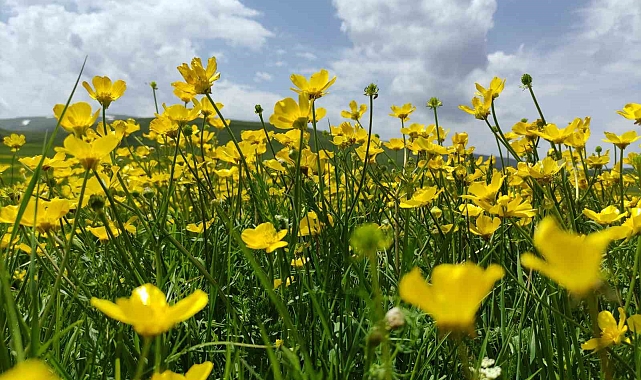 Yağmur sonrası, ova sarıya büründü