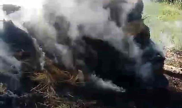 Yangın 500 bağ otu kül etti