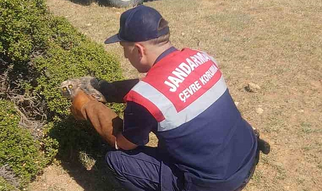 Yaralı Baykuş Tedavi Altına Alındı