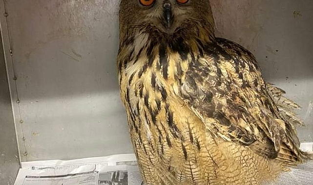 Yaralı kuşları tedavi edip doğaya salıyor