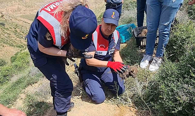 Yavru kurtlar annesiz kaldı