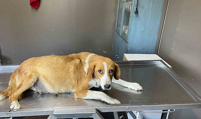 Yavruları karnında ölen hamile köpeği bir evin önüne terk edip kaçtılar