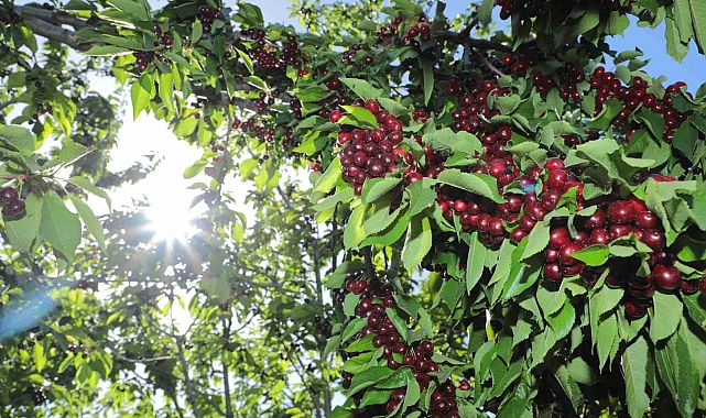 Yaylabaşı yerleşkesinde dalları kiraz bastı