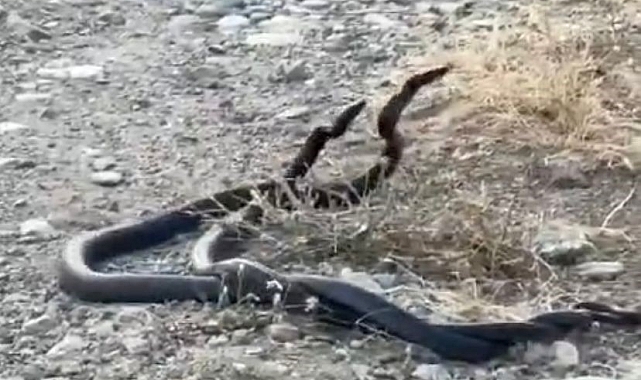 Yılanların çiftleşme dansı cep telefonuyla kaydedildi
