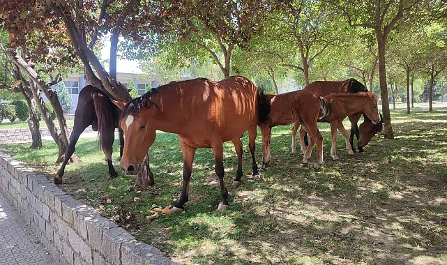 Yılkı atları, serinlemek ve yiyecek bulmak için şehir merkezine indi