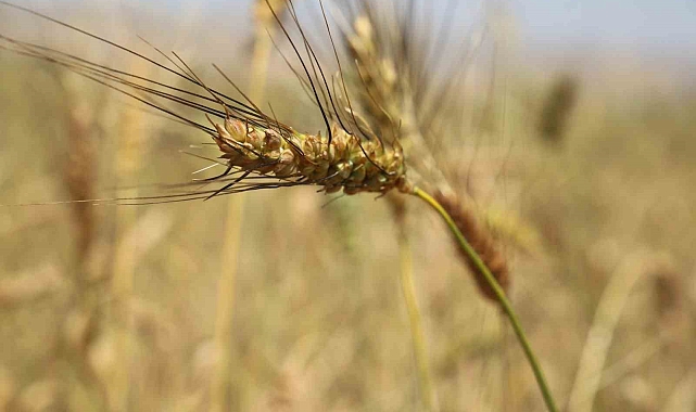 17 dekar alanda ekimi yapılan ata tohumu buğdaydan yüksek verim bekleniyor