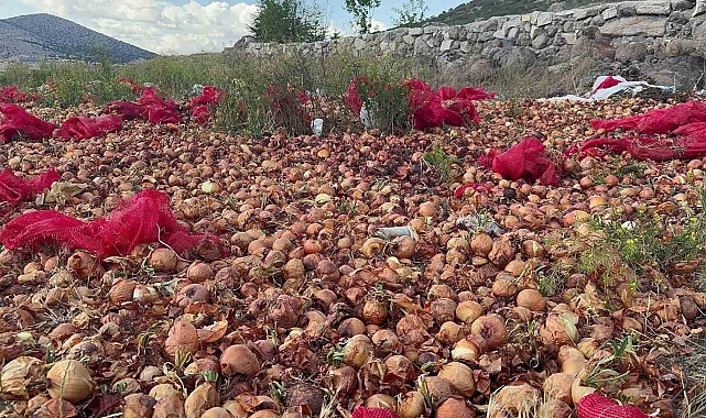 2 ton kuru soğanı döküp gittiler