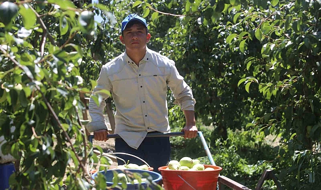 40 derece sıcaklıkta armut hasadı