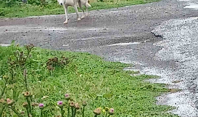 Aç kalan kurt, Ardahan&#039;da şehir merkezine indi