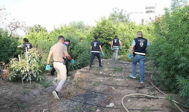 Ağaçların arasında uyuşturucu madde yetiştirdi