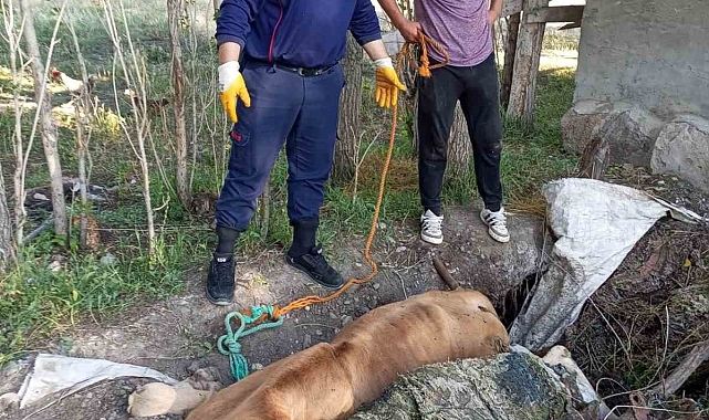 Ağrı&#039;da çukura düşen inek, itfaiyenin yangın merdiveni sayesinde kurtarıldı