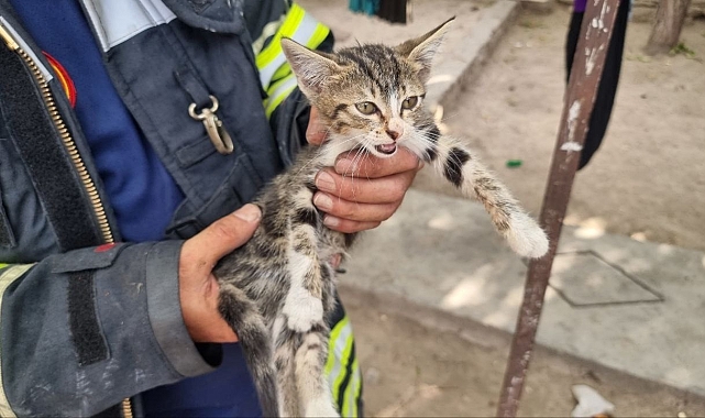 Alevlerin arasındaki yavru kediyi, itfaiye kurtardı