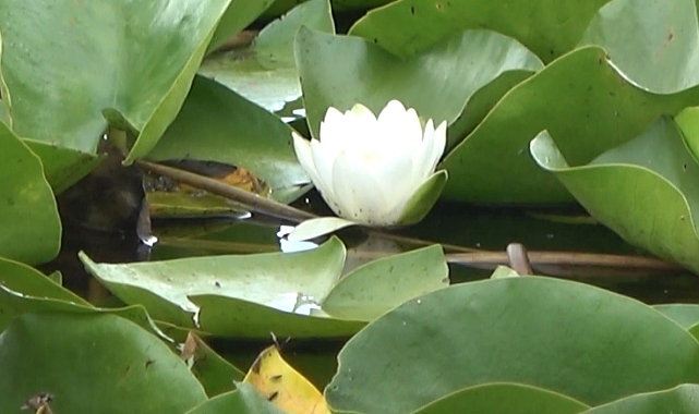 Anavatanı Yağmur Ormanları olan nilüfer çiçeği koruma altına alınacak