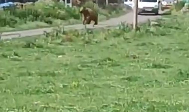 Ardahan&#039;da bir evin bahçesine giren ayı panik yarattı