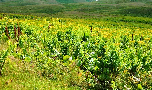 Ardahan&#039;ın serhat ilçesi Posof muhteşem doğasıyla adeta büyülüyor