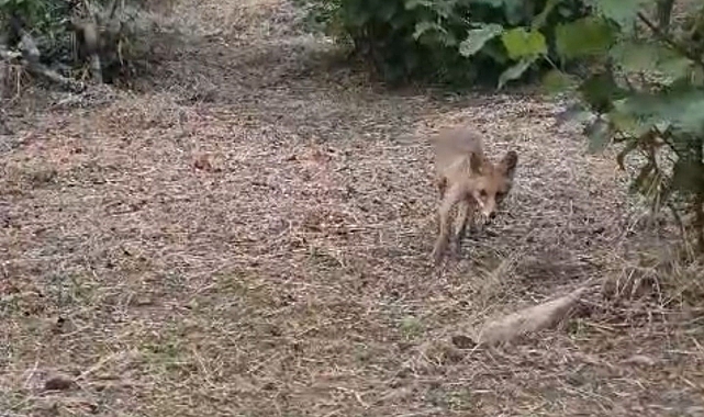 Bahçeye gelen yavru tilkiyle sıcak sohbet
