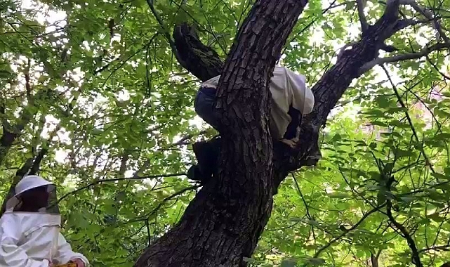 &#039;Bal avcıları&#039; su kenarından takip ettikleri arılarla doğal bala ulaşıyor