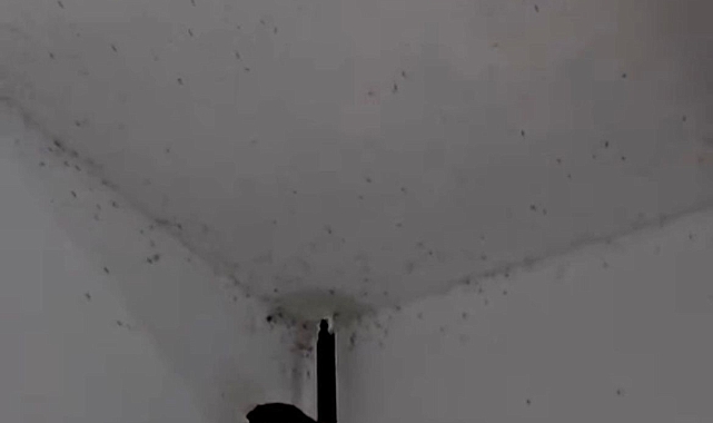 Balıkesir&#039;in Gönen ilçesi ve kırsal mahalleleri sinek ve sivrisinek istilasıyla karşı karşıya