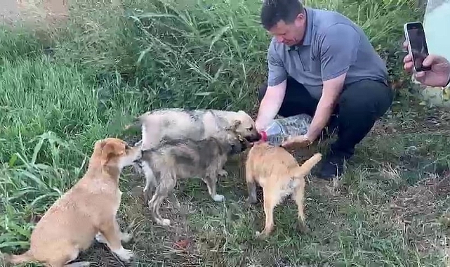 Belediye başkanı yavru köpeklere elleriyle su içirdi