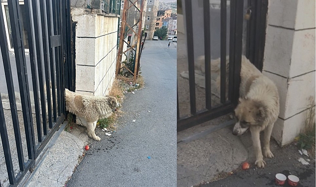Belediye ekipleri, korkuluklara sıkışan köpeği kurtardı