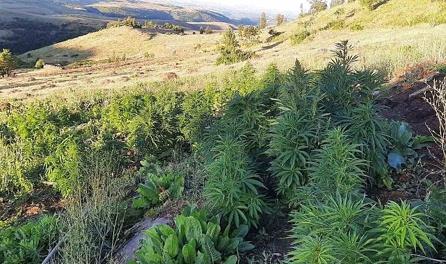 Bingöl&#039;de 6 bin 283 kök kenevir bitkisi ile ruhsatsız av tüfeği ele geçirildi