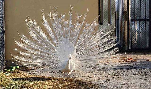 Bir kamyonun kasasında ele geçirilen tavus kuşları, Van&#039;da kalıcı misafir oldu