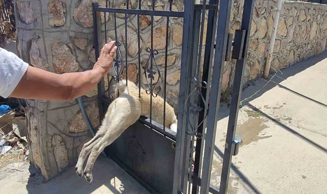 Bir tekstil atölyesinin demir kapısına sıkışan köpek, kurtarıldı