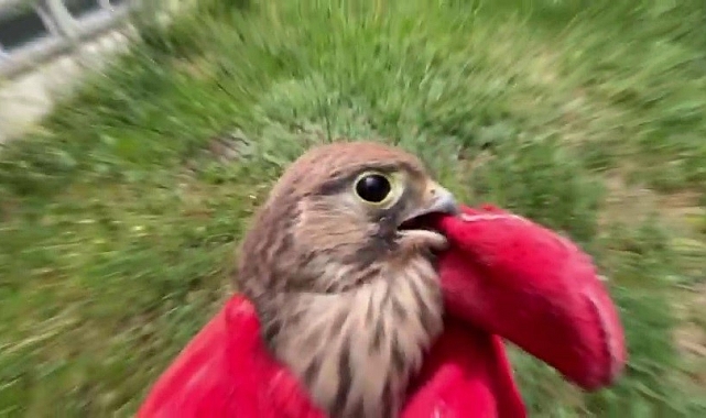 Bitkin halde bulunan yavru kerkenez doğaya geri salındı