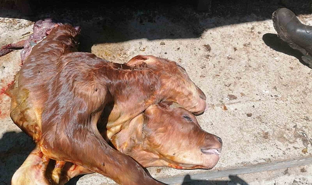 Çift başlı doğan buzağı görenleri şaşırttı