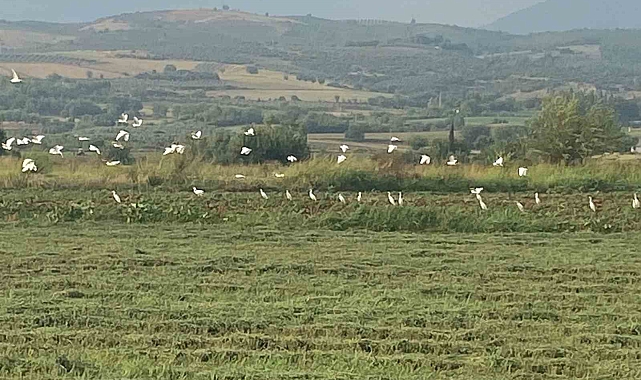 Çiftçilerin zararlı haşere ve böceklerle mücadelesine kuşlar destek verdi