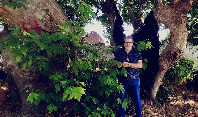 Çınar ağacının yapraklarının faydası duyanları şaşırtıyor
