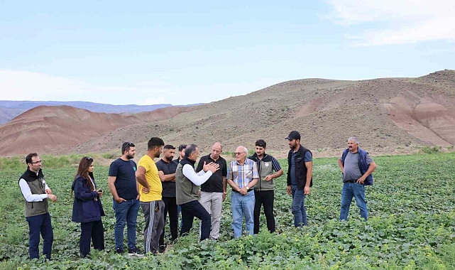Digor, Kars&#039;ın kavun ve karpuz ihtiyacını karşılayacak