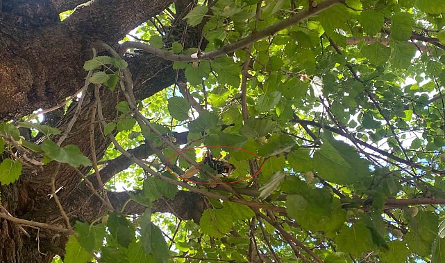 Diyarbakır&#039;da dev etçil çekirge ağaçta böyle görüntülendi
