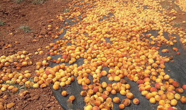Domuz sürüsü, kurutulması için boş alana serilen tonlarca kayısıyı talan etti