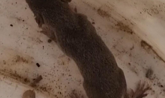 Dünyanın en eski en küçük memeli hayvanı, Adana&#039;da görüldü