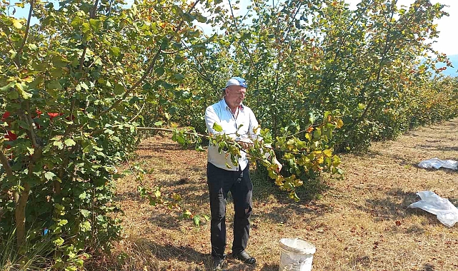Düzce&#039;de fındık hasadı erken başladı